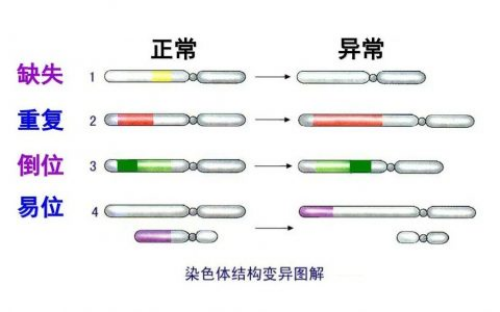 能做借卵试管，芬吗通要怎么吃？有什么注意事项吗？